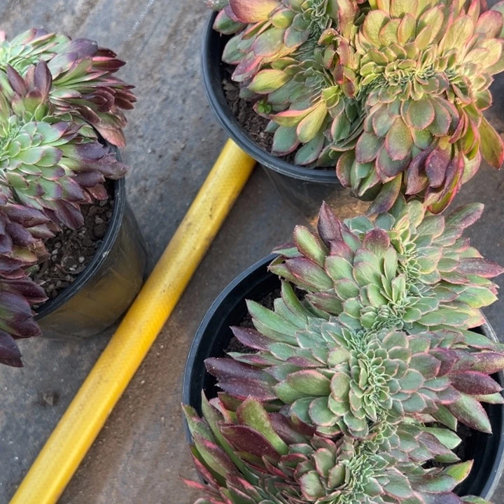 多肉植物黑膜缀不售后