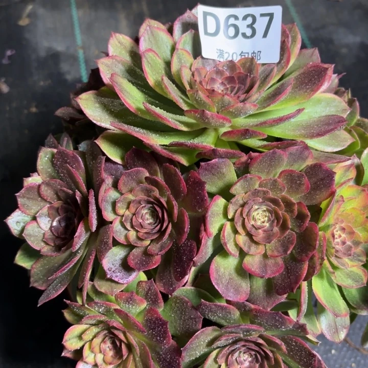 瑞妈一物一拍637