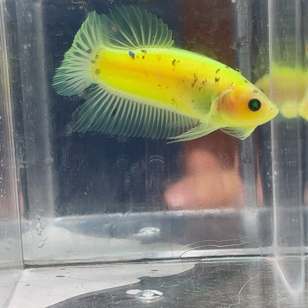 斗鱼泰国斗鱼直播19
