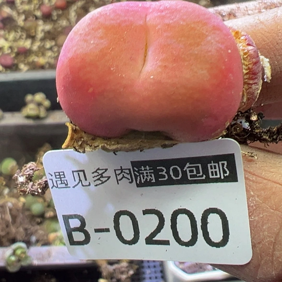 多肉植物11111111111111