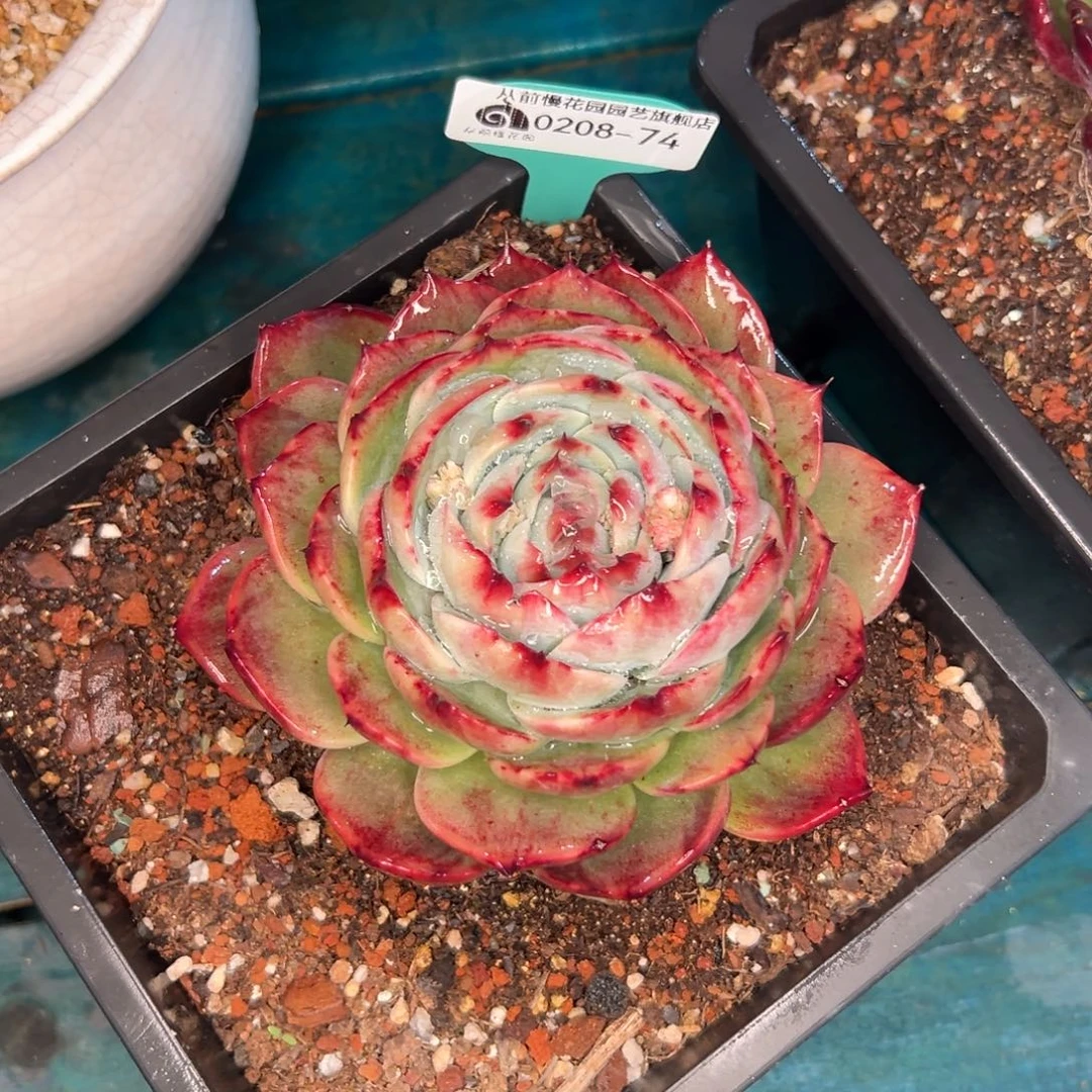 多肉一物一拍0208-74