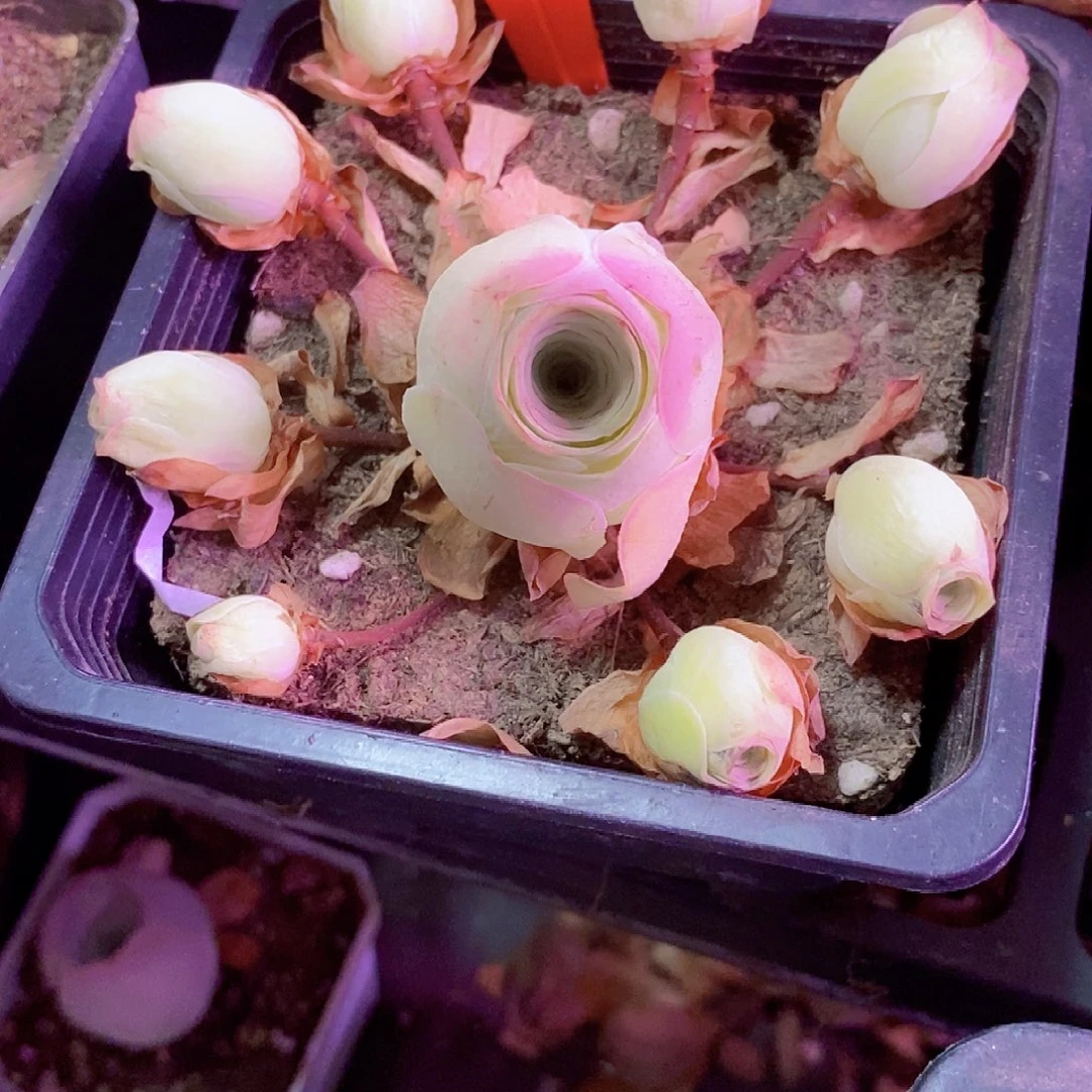 销***愁山地玫瑰一物一拍007姝帕优选