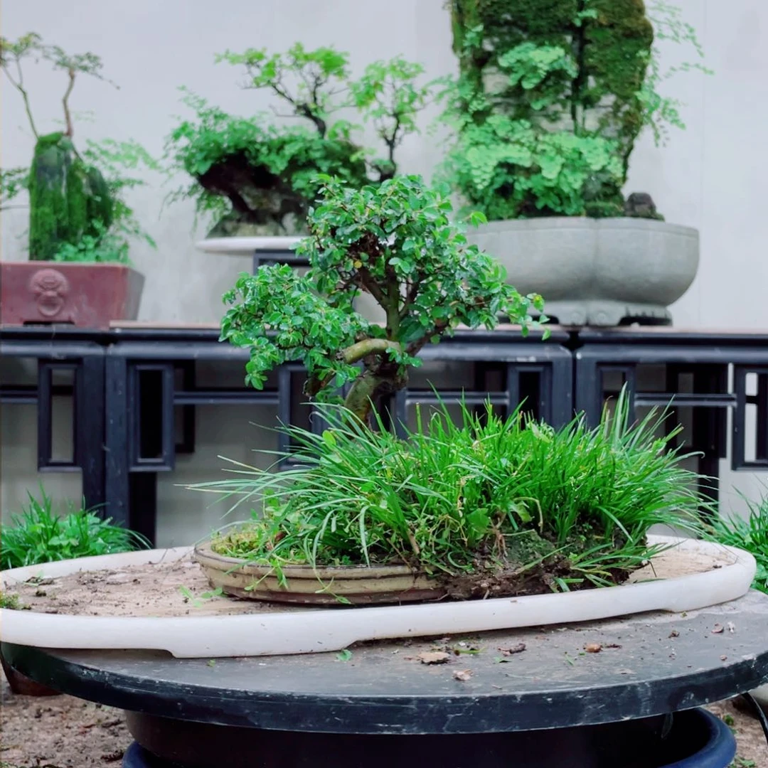 无铅玻璃c****6铁线蕨铁线蕨是一种植物的根