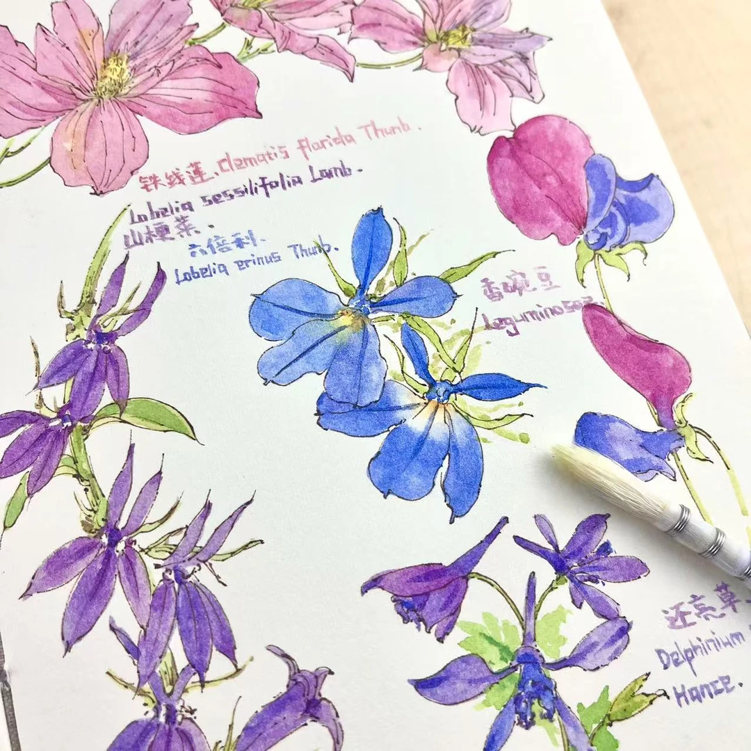 繁花钢笔水彩课 植物花卉画画