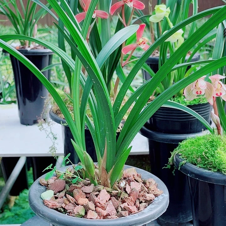 周***周完全开放一物一漂亮