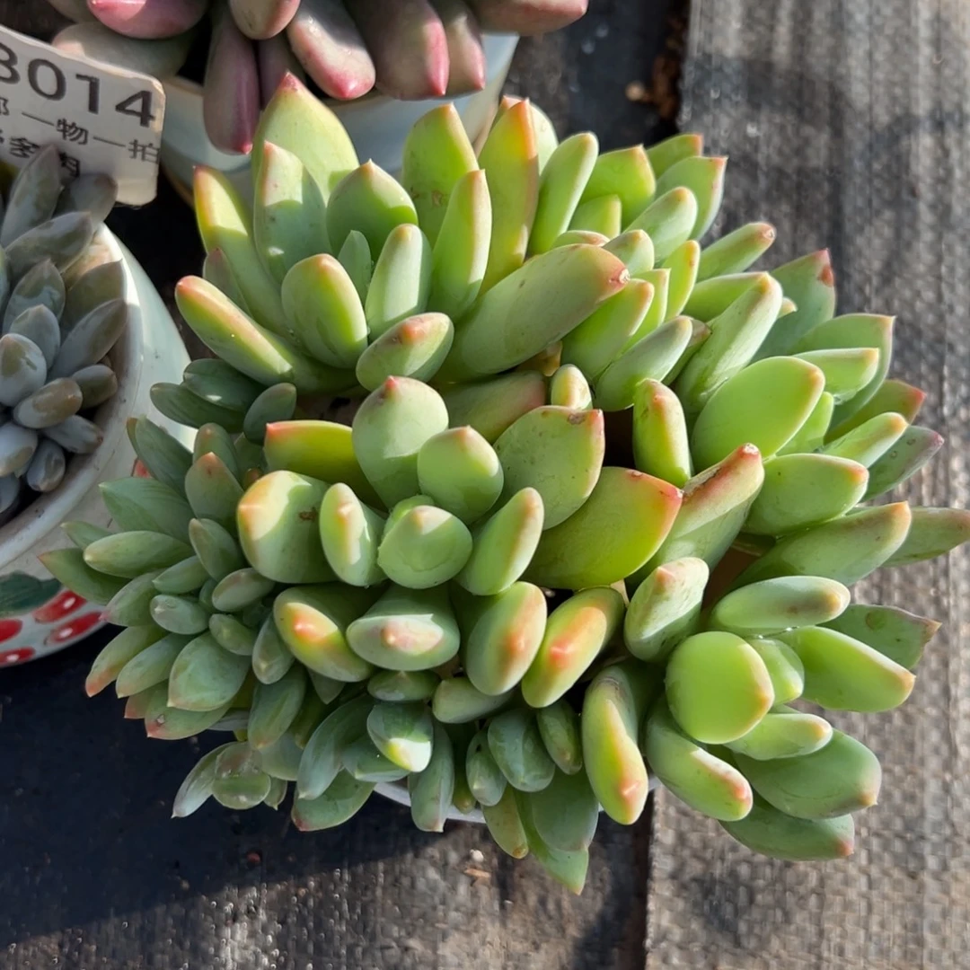 1118365 海洋之星美人朵朵缀