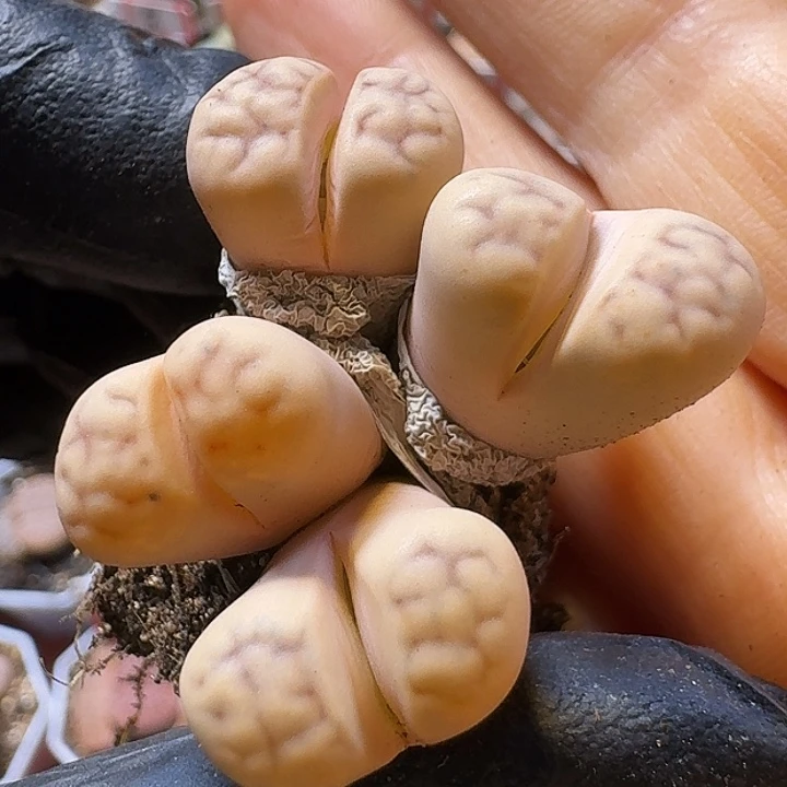 生石花233:：。  150