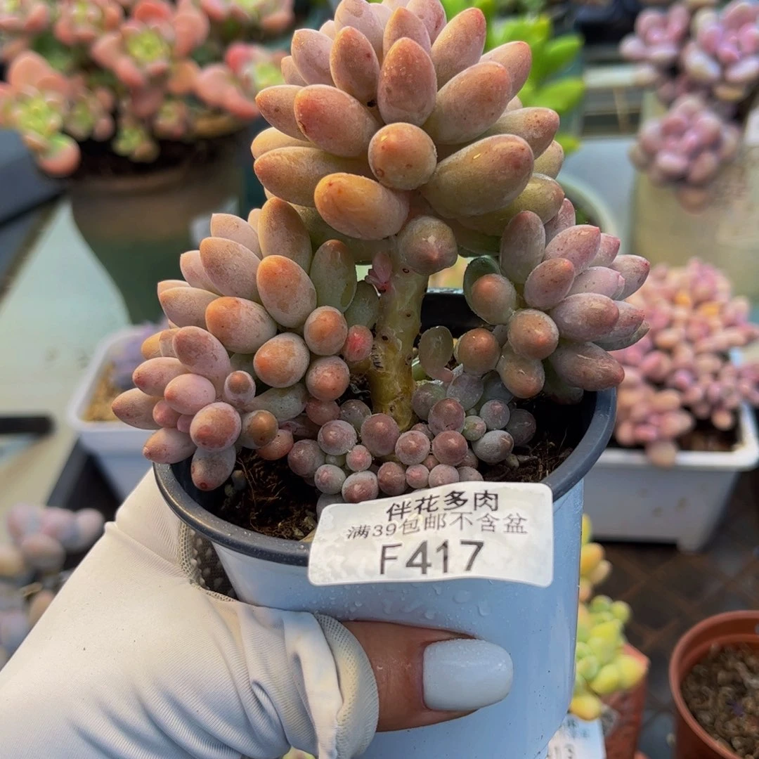 417-香水手指奶酪多肉8cm
