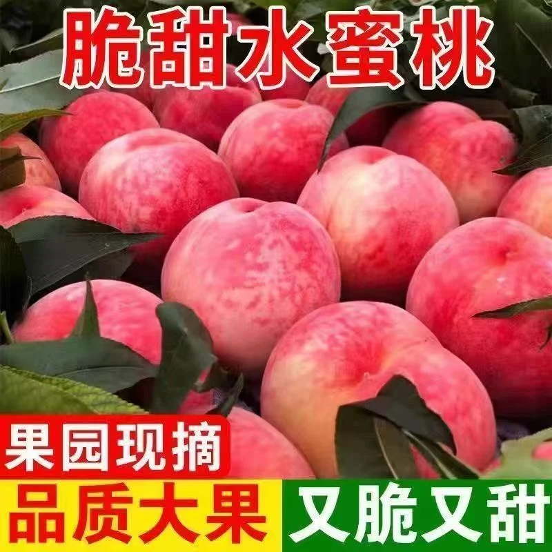 水蜜桃新鲜现摘脆甜多汁当季应季水果孕妇适用