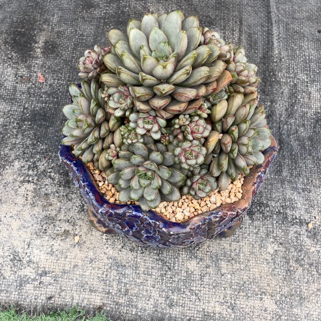 豆总多肉葡萄老桩