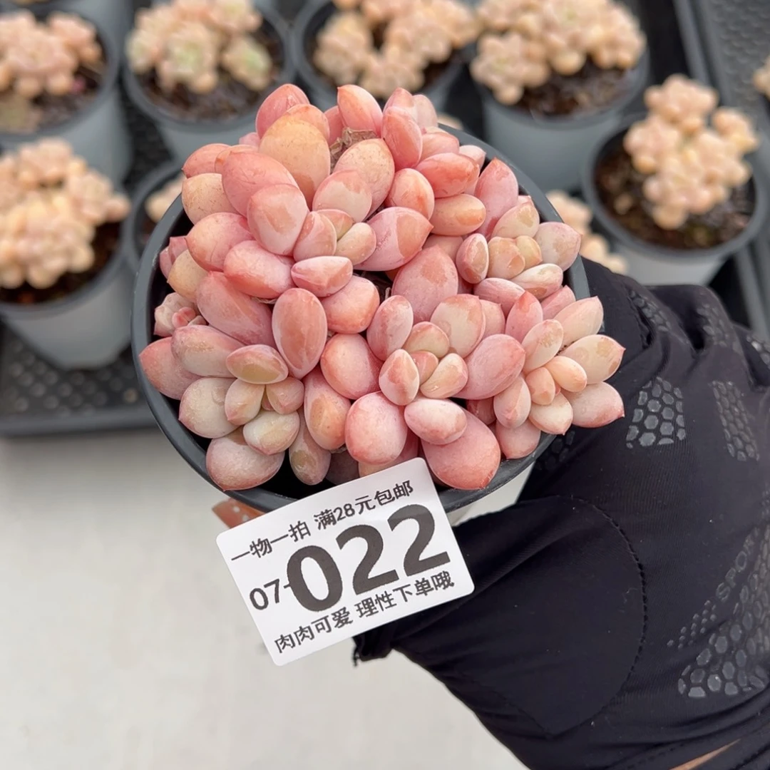 拉丝雨多肉多肉多肉多肉