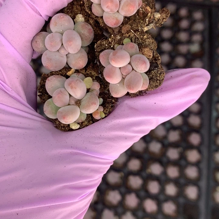 新版彩虹奶10颗  （ （满9.99包邮不满9.99发