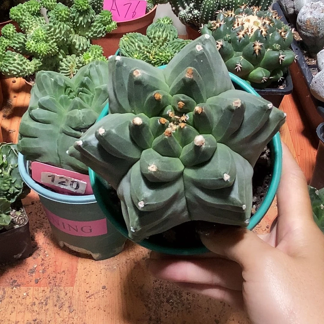 快***蓉花花草草花花草草