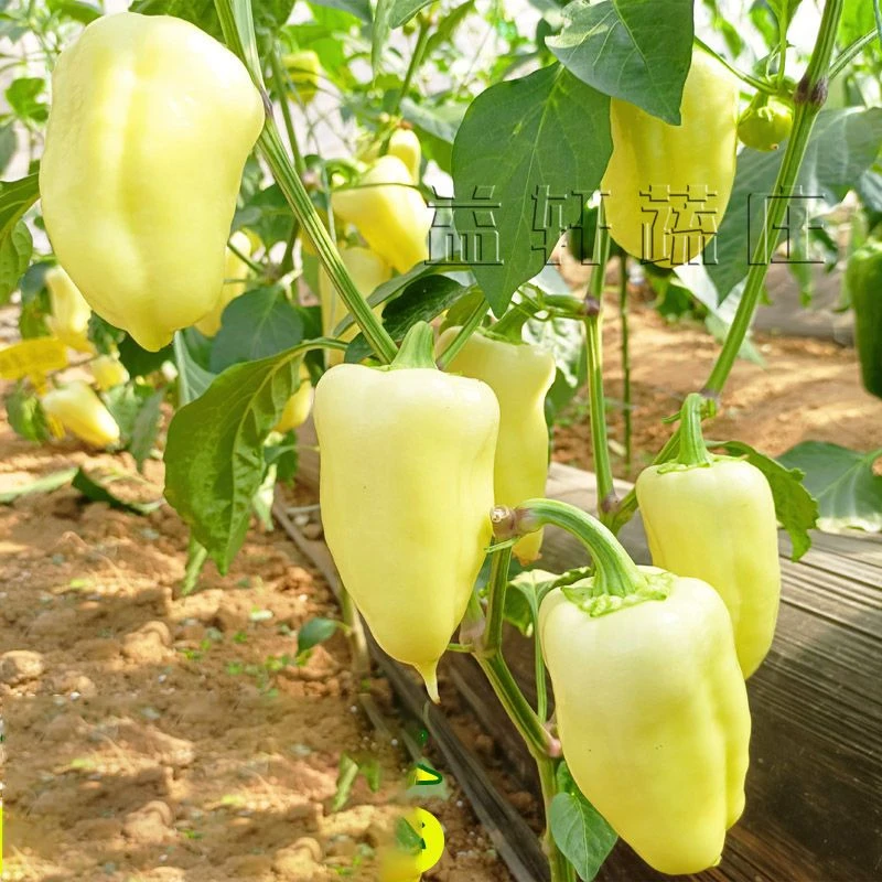 【奶油甜椒种子】四季种植盆栽地栽阳台小院种植