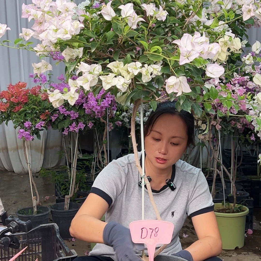 不***度大部分花苞少量开放D78丽娜
