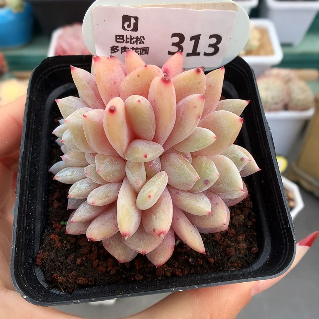 313雪天使朵缀石化多肉