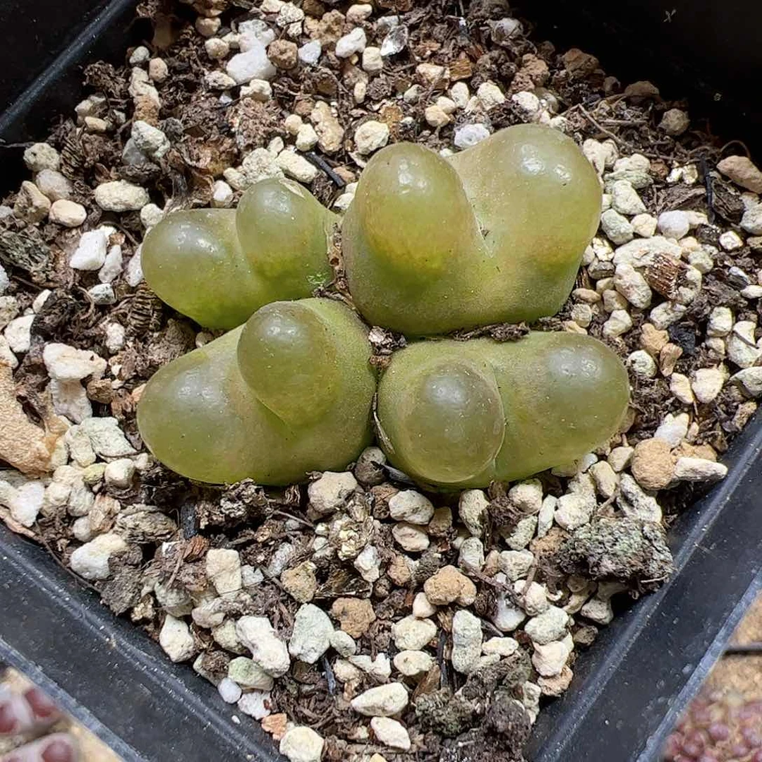 【闪购商品】48 带盆