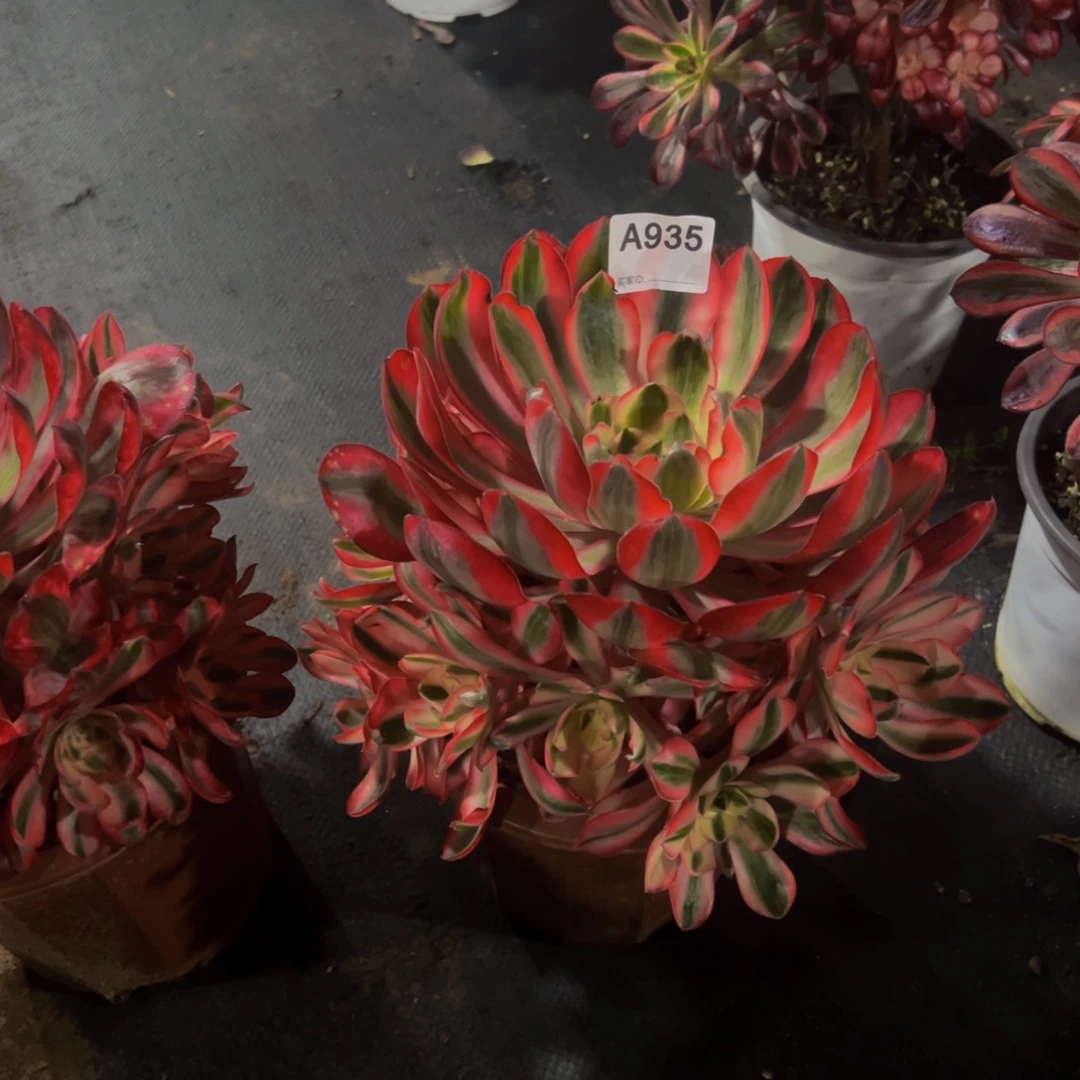 1****c935爱丽丝法师，多肉植物