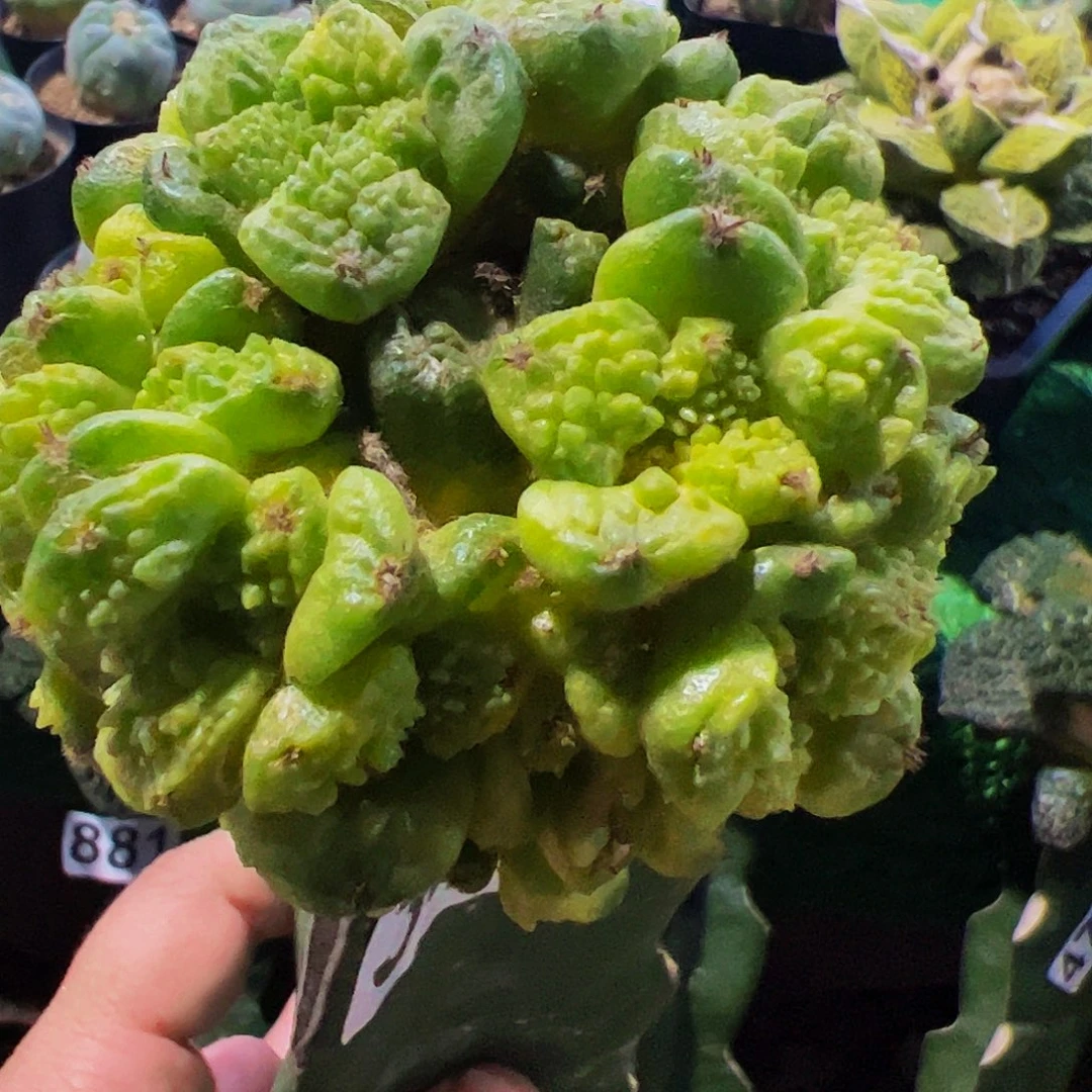 小***叔无花朵龟甲牡丹锦群340