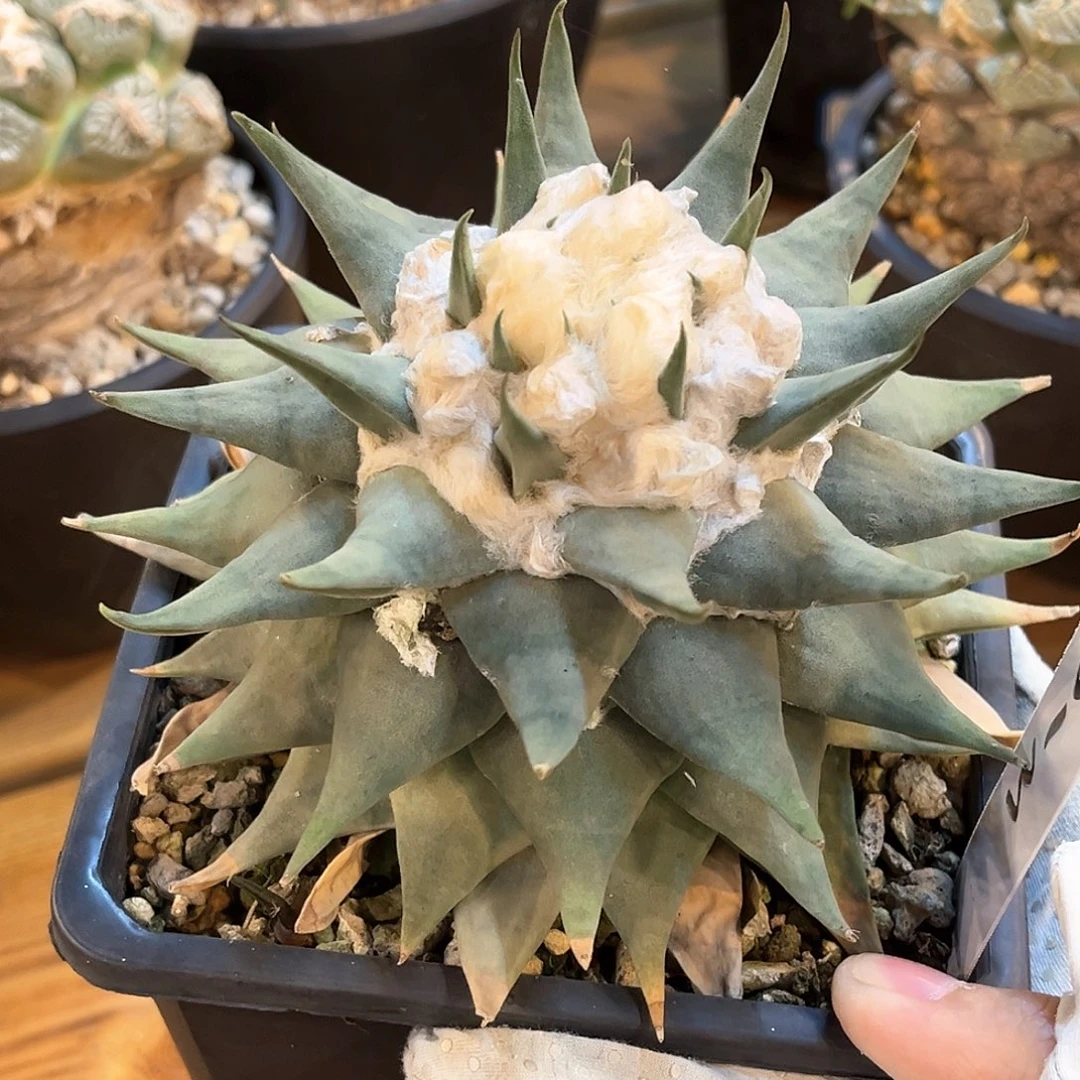 潮流植物 红花龙芽
