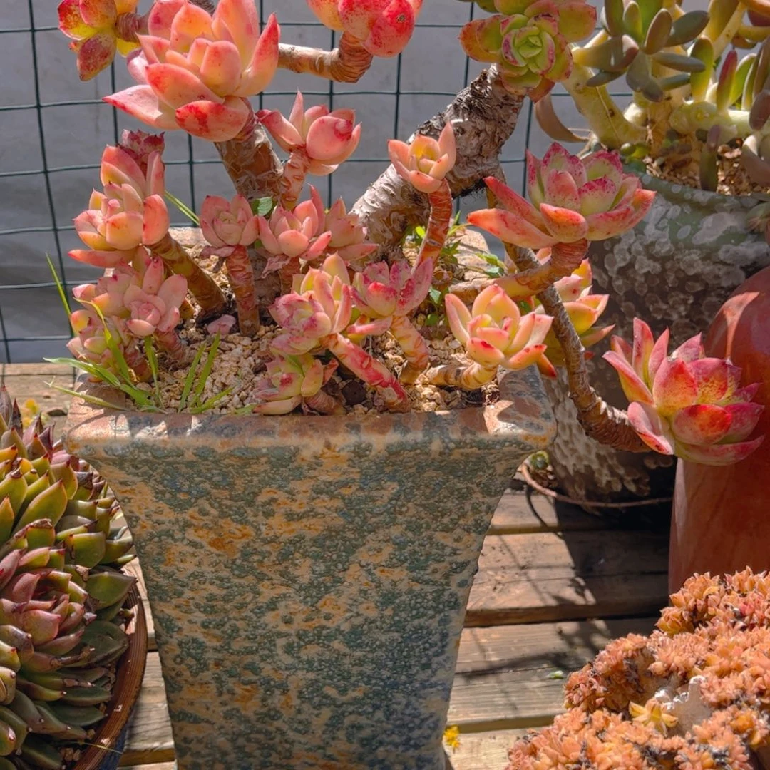 决多肉植物组合盆栽