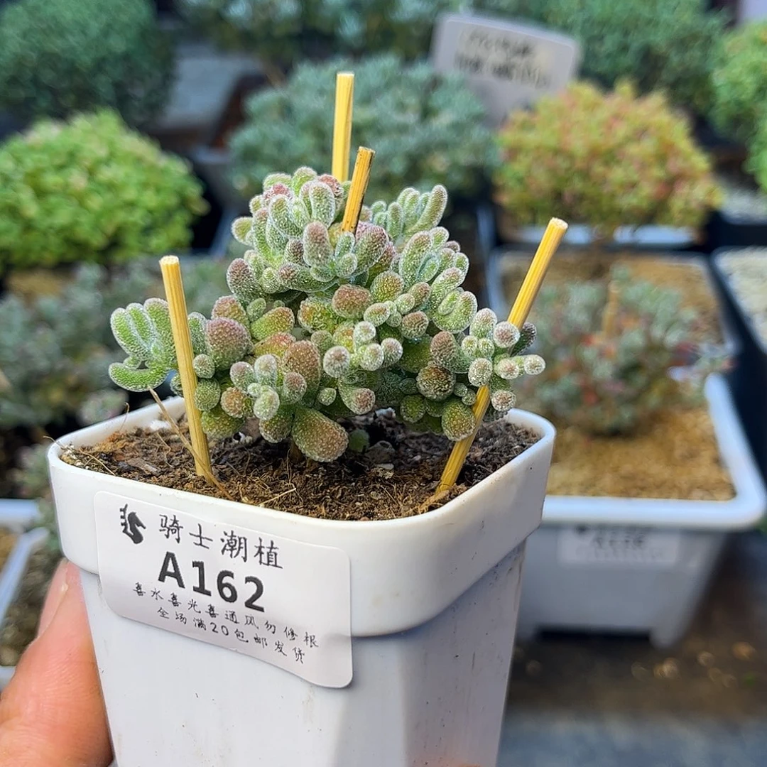 162优选冰晶枝干多肉