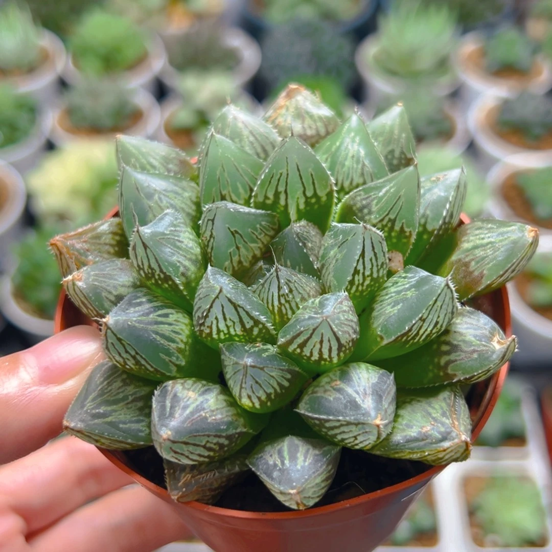 楼兰玉露多肉多肉