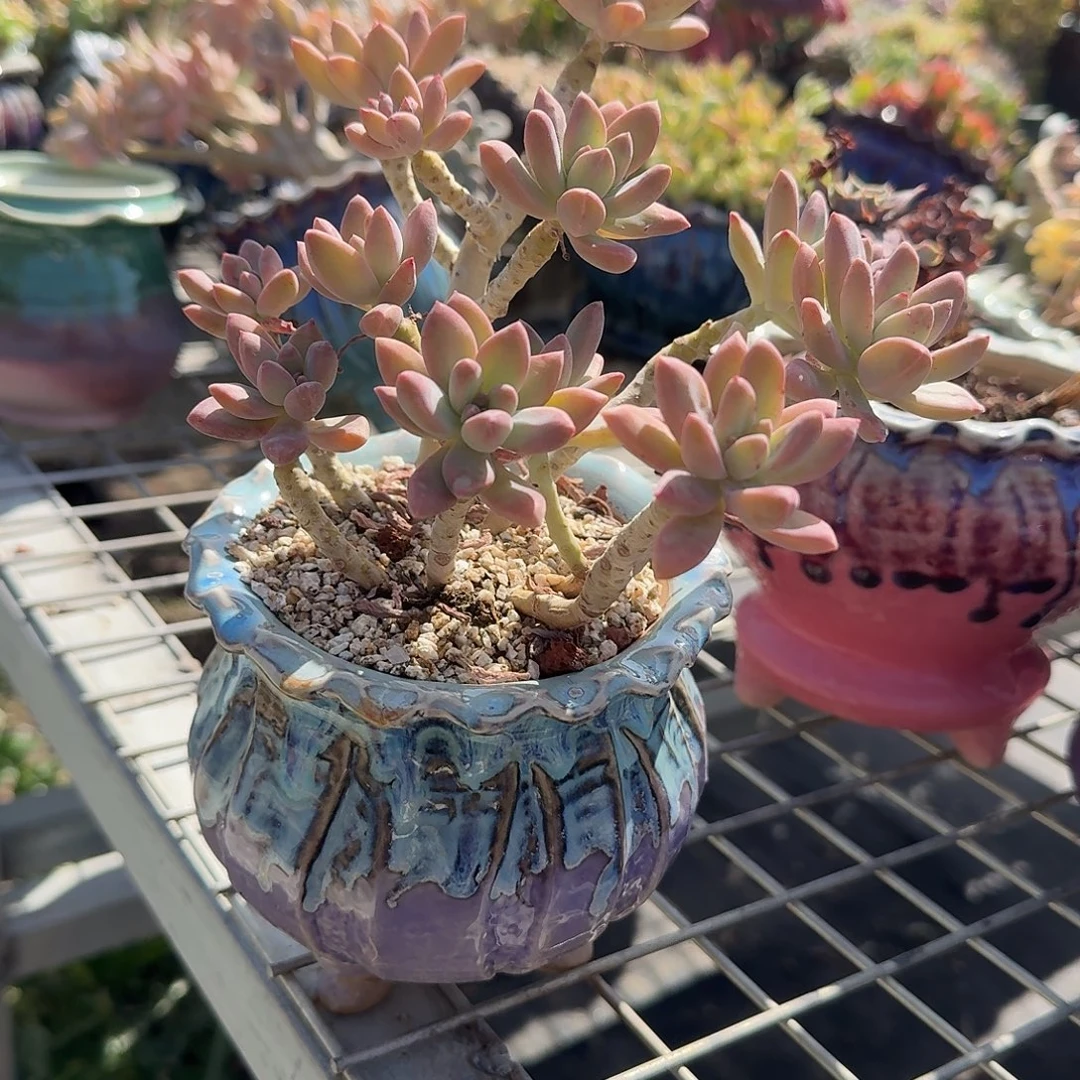 秋丽带盆多肉植物