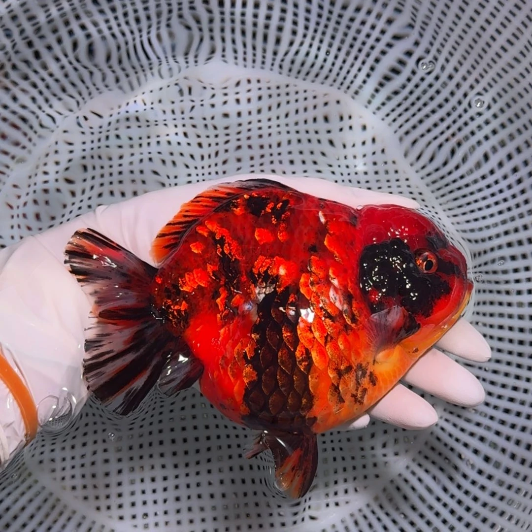 金鱼类不分公母16/17