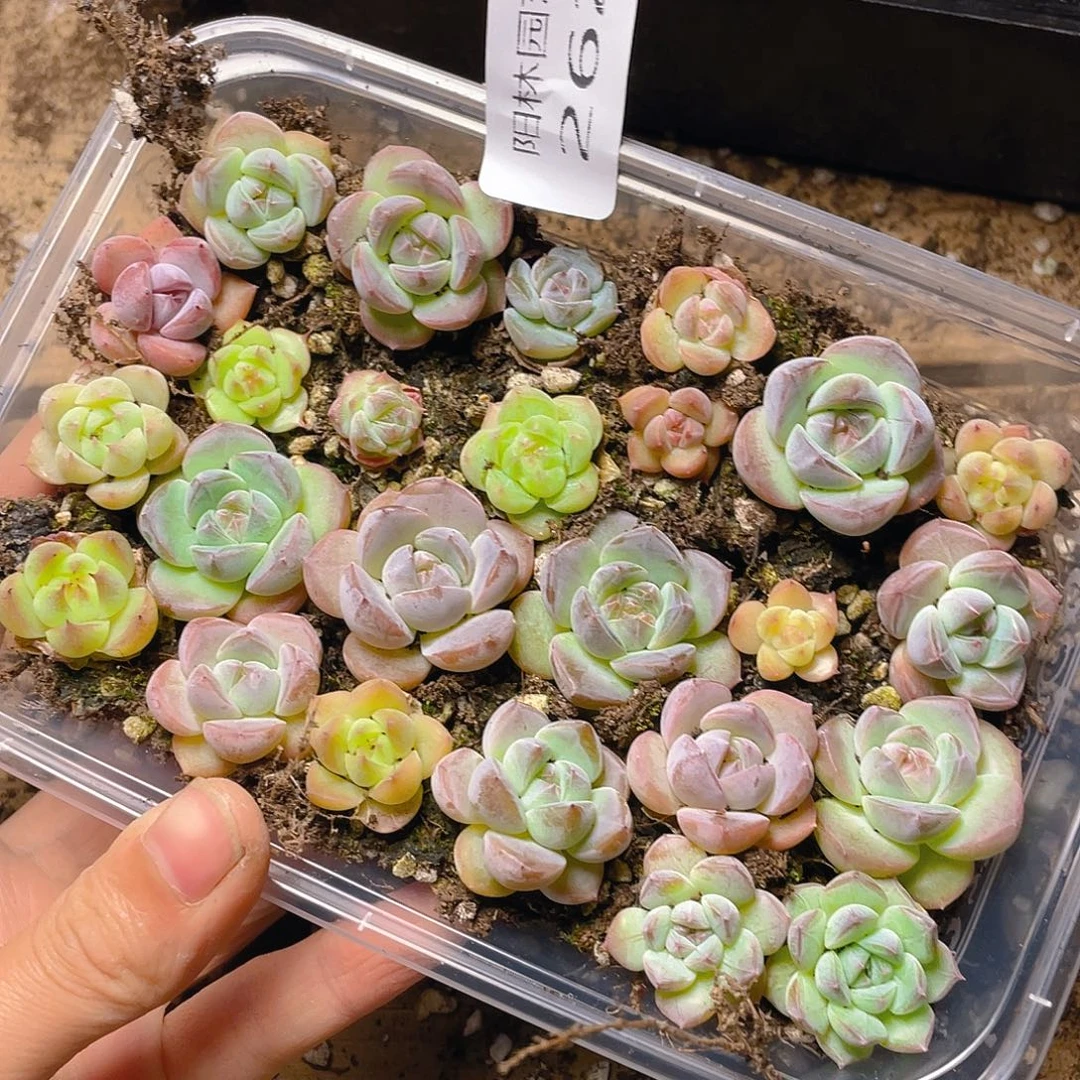 多肉植物多肉植物262