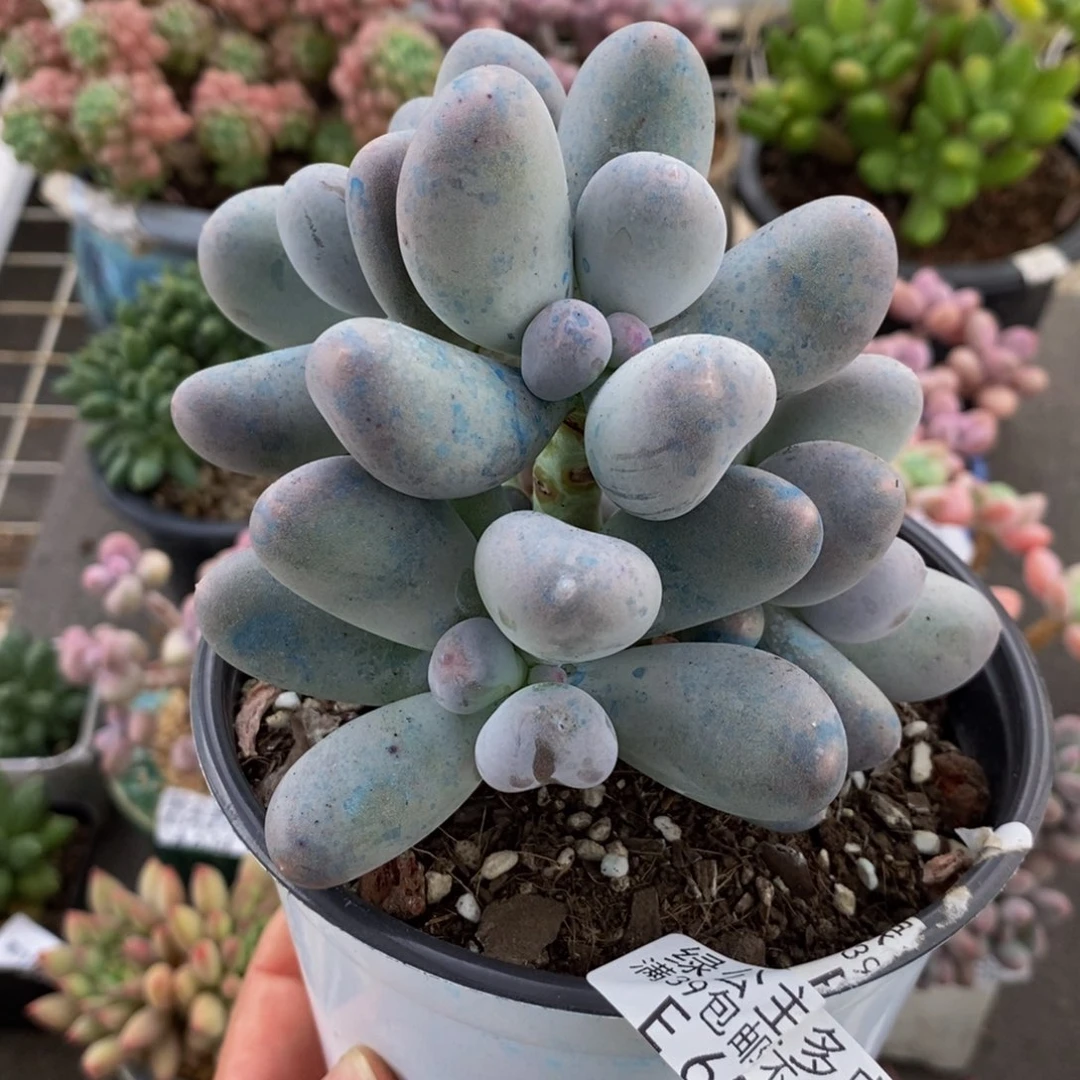 650米可奶酪8cm多肉