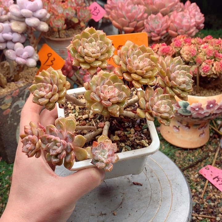 欢喜多肉一物一拍100