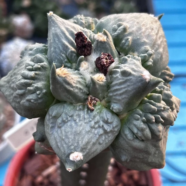 园艺仙人球/牡丹/丸尤x怒涛/c15