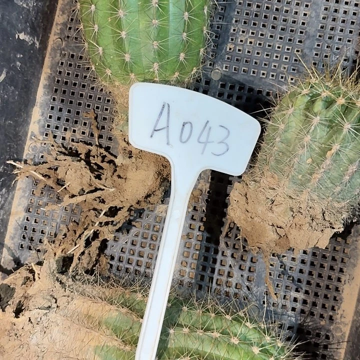 老***?A043,混色毛花柱3颗