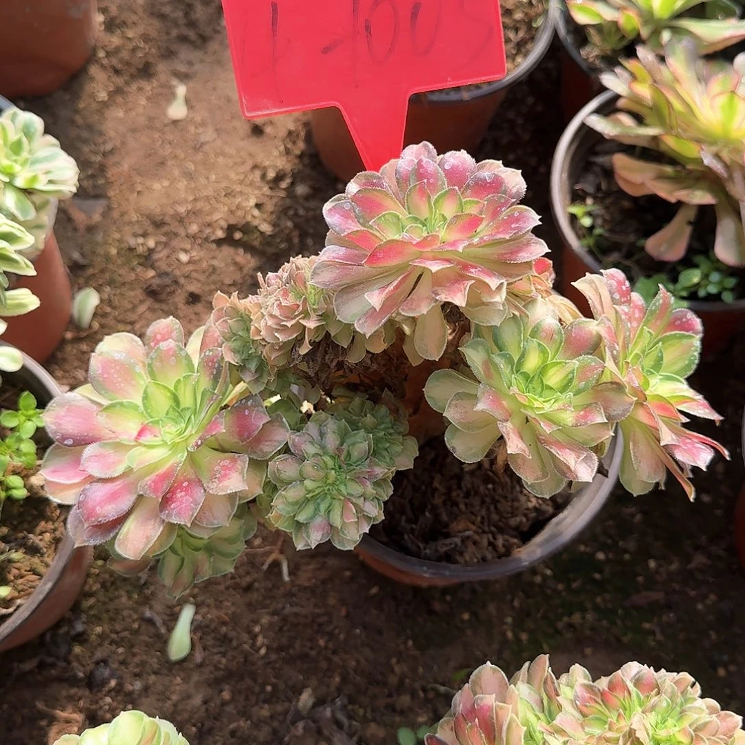 4-1005韶华缀化多肉法师