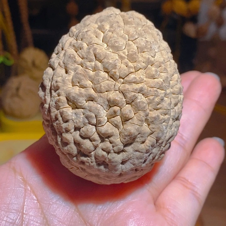 野生三瓣脑纹大金刚