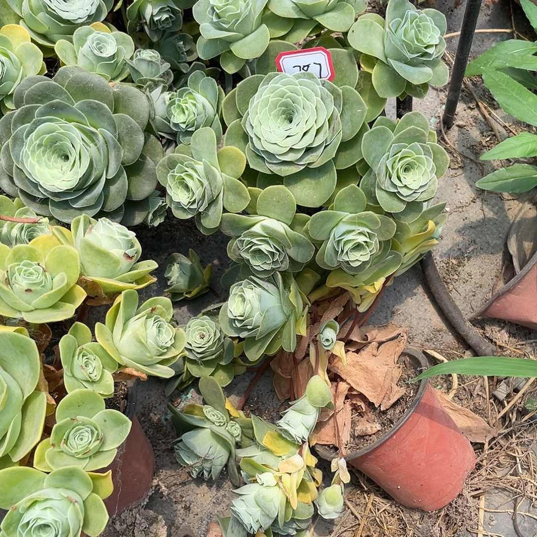 山地玫瑰多肉不售后 787