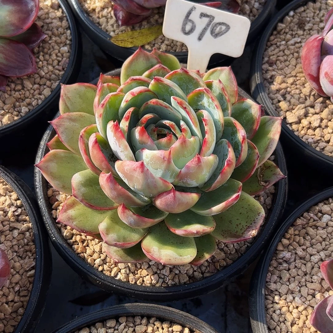 呲***滑惊鸿仙子一物一拍670号