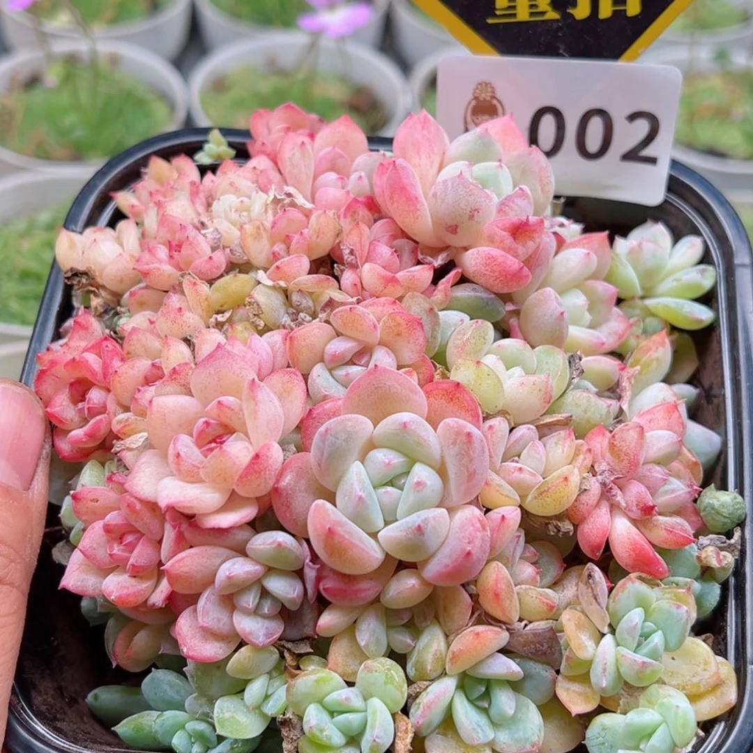 多肉植物多肉植物