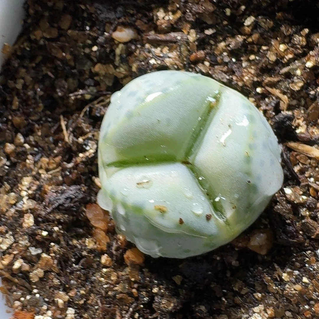 生石花23:：。  21号