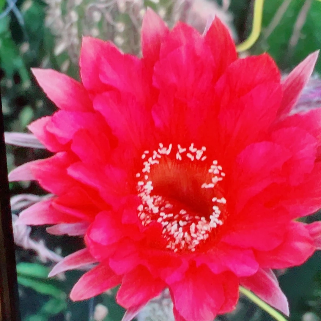 彩草 z41侧芽 满20包邮