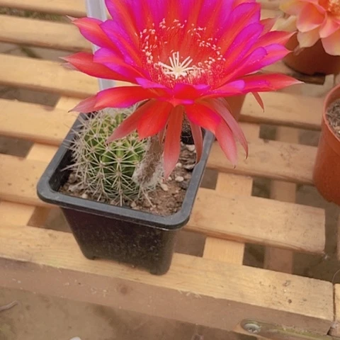 明***1仙人掌彩草小球B271摘花脱土发货