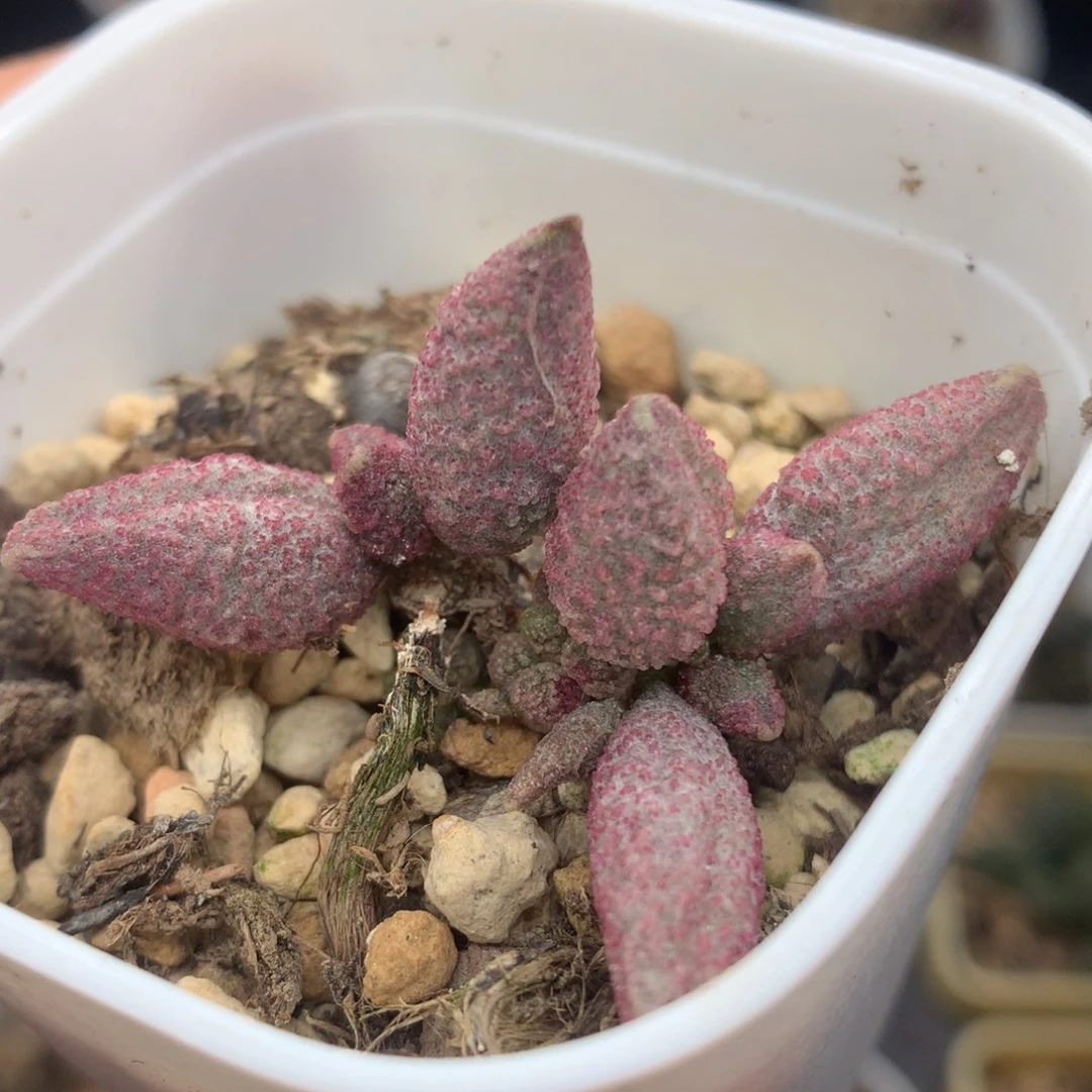 冰晶猪杂一物一拍