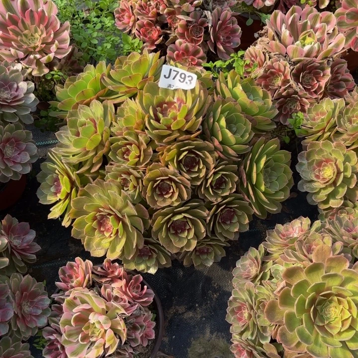 瑞妈多肉园艺793干枯玫瑰