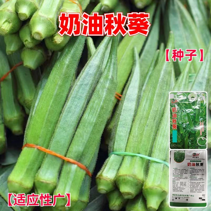 奶油秋葵种子绿秋葵种籽奶油秋葵种孑味道鲜美四季播蔬菜种子