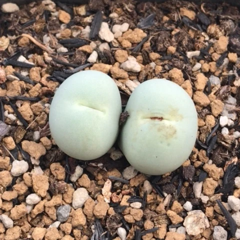 多肉肉锥 双头鸽子蛋