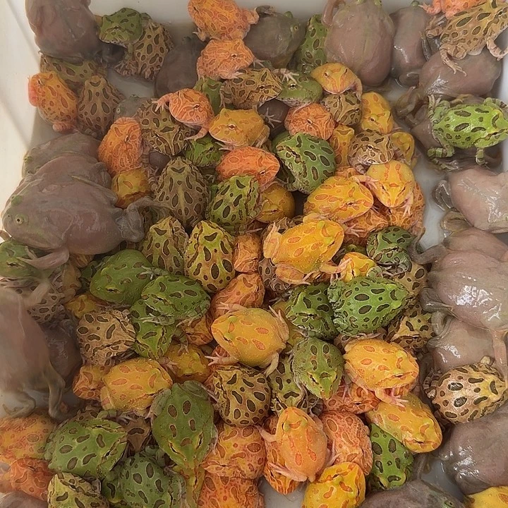 小丑蛙8.8福利款一只