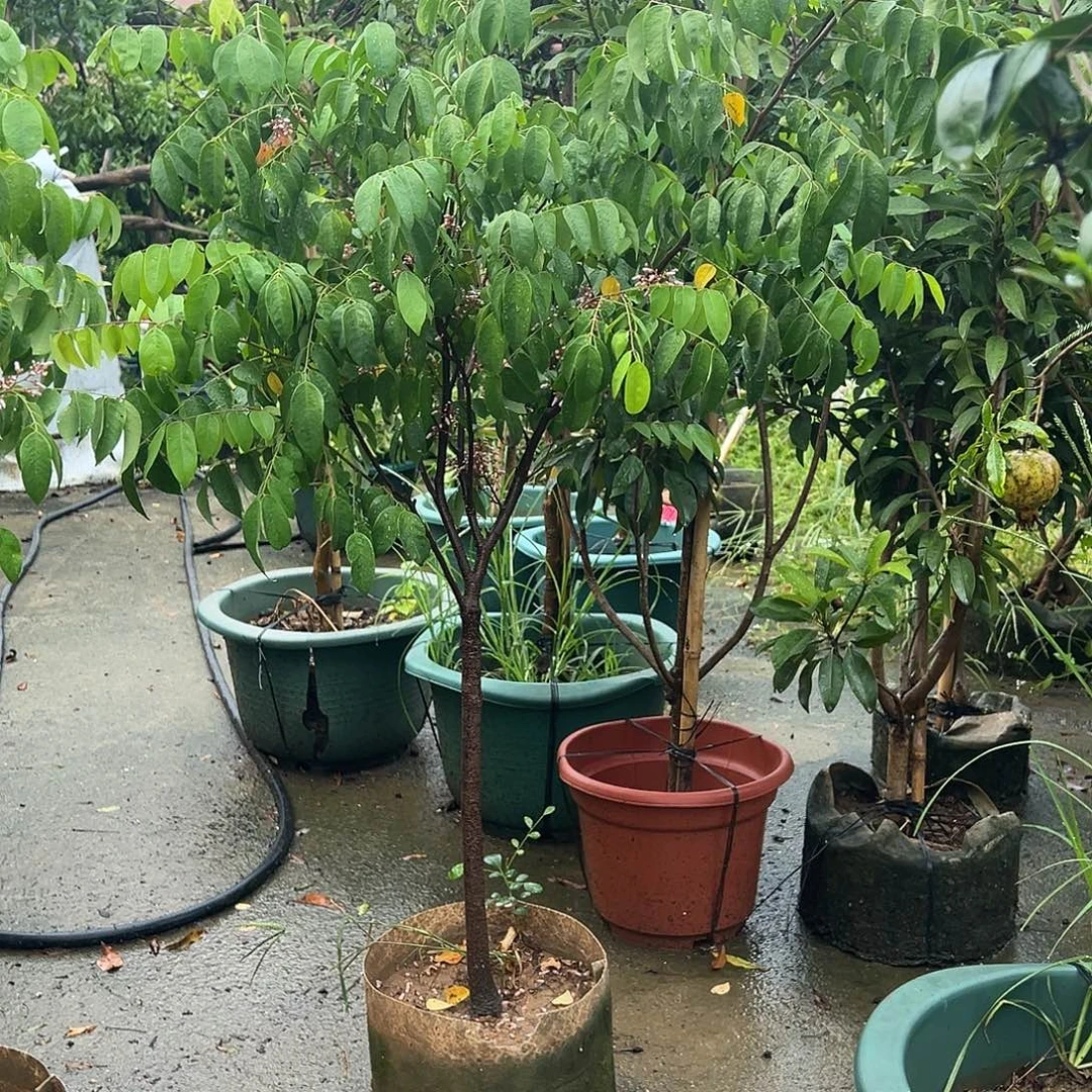 果树果树果树111111