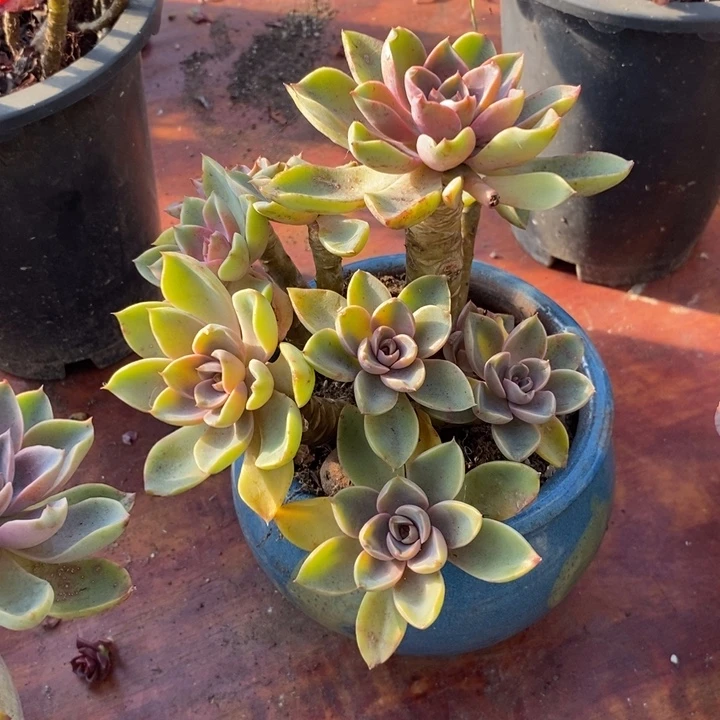 老桩紫气东来无砍多肉