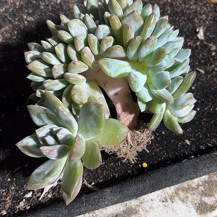 福利，正版星影缀化，小树